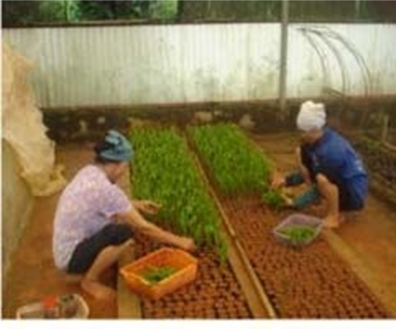 Hội Giảng_HK2 (2025-2026)_Lê Thị Mai Thoa_Giâm hom keo lai