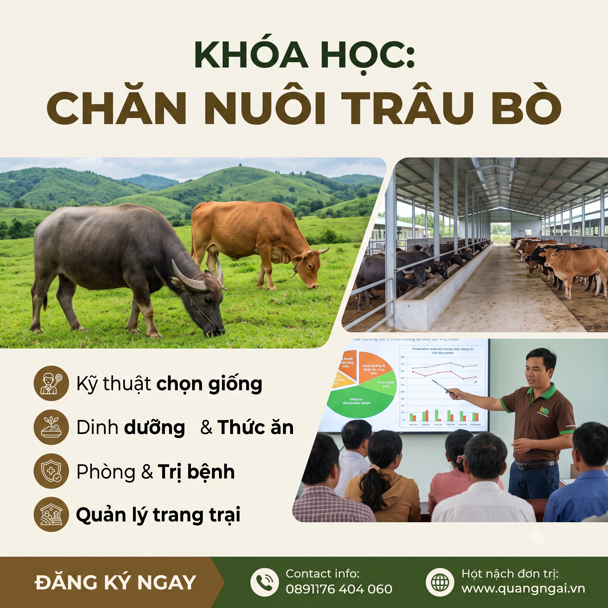 Chăn nuôi trâu, bò